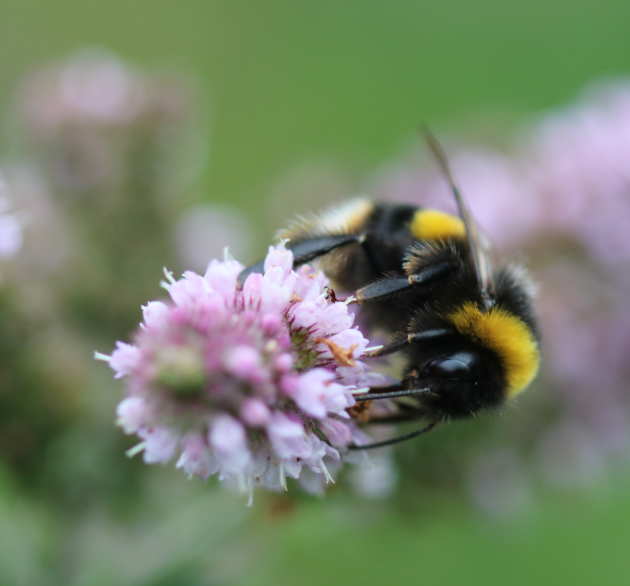 A bee on a flower