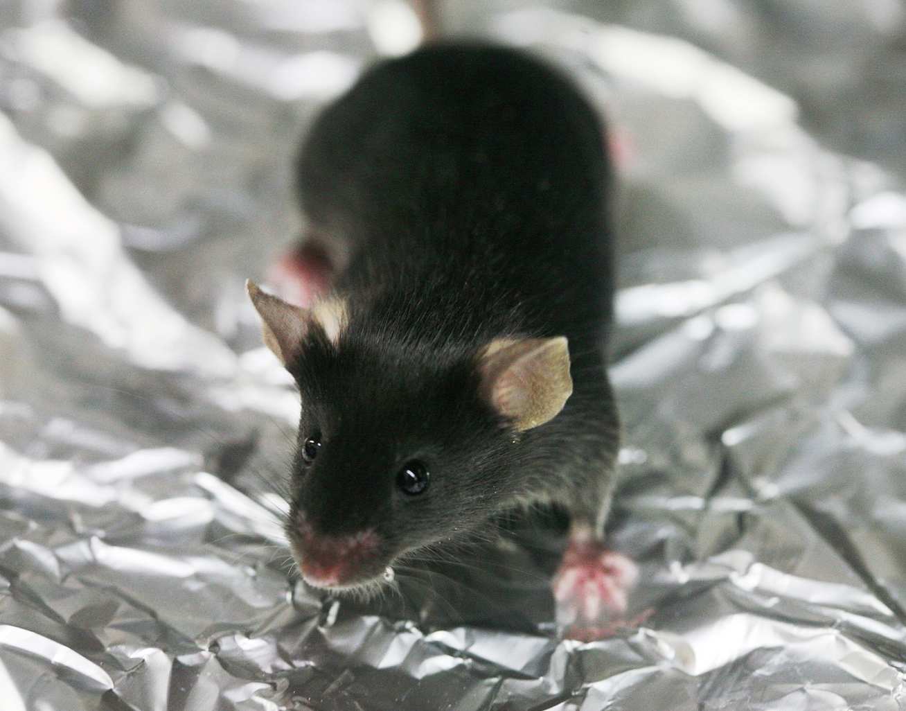 A black lab mouse