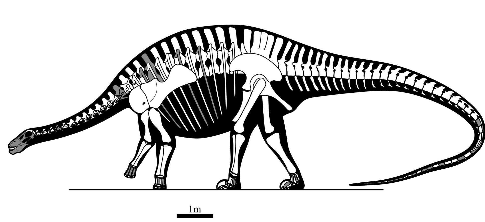 Artist's impression of Lingwulong's skeleton, showing preserved bones