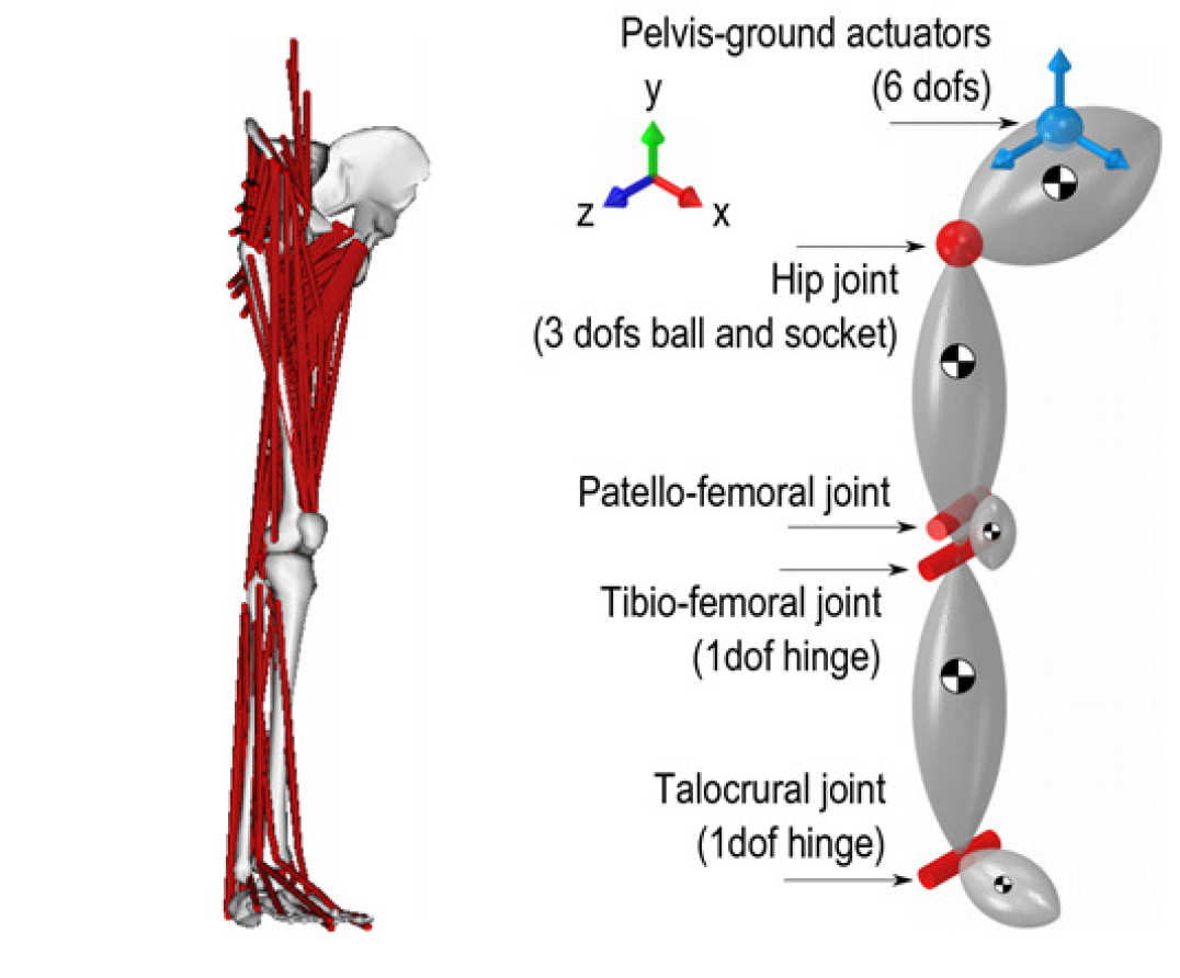 Musculoskeletal model of the lower limb