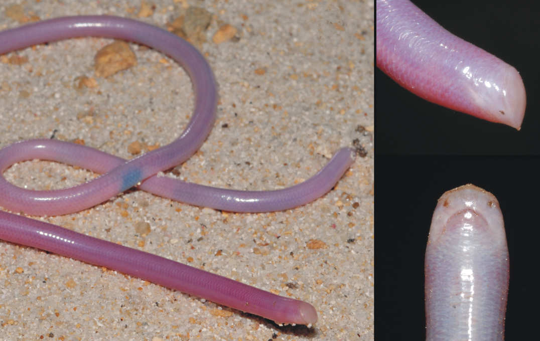 Madagascar blind snake