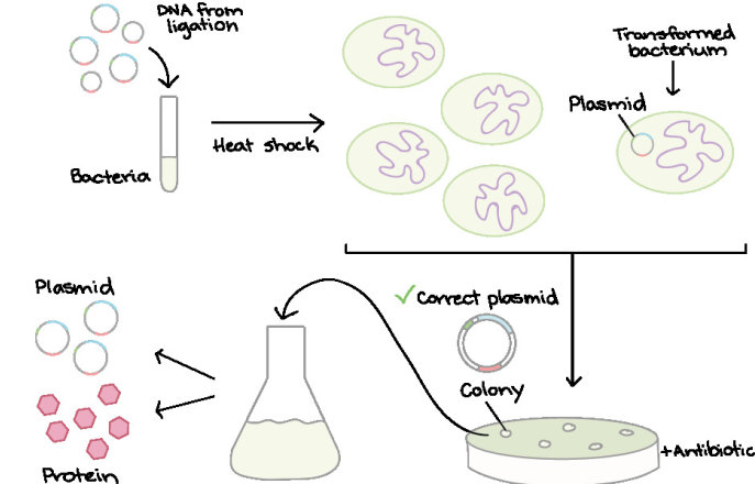 microbiology