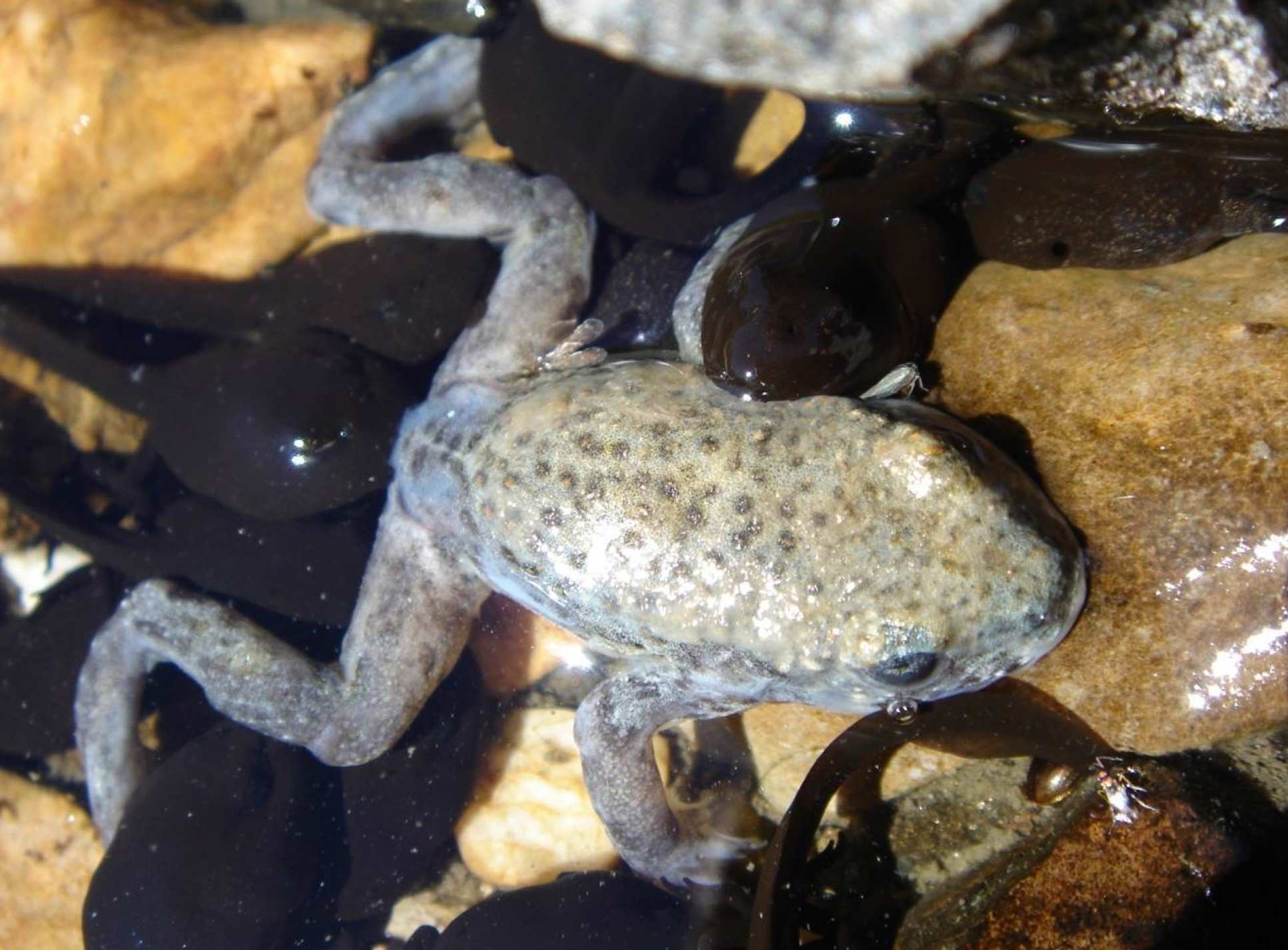 A midwife toad killed by chytrid