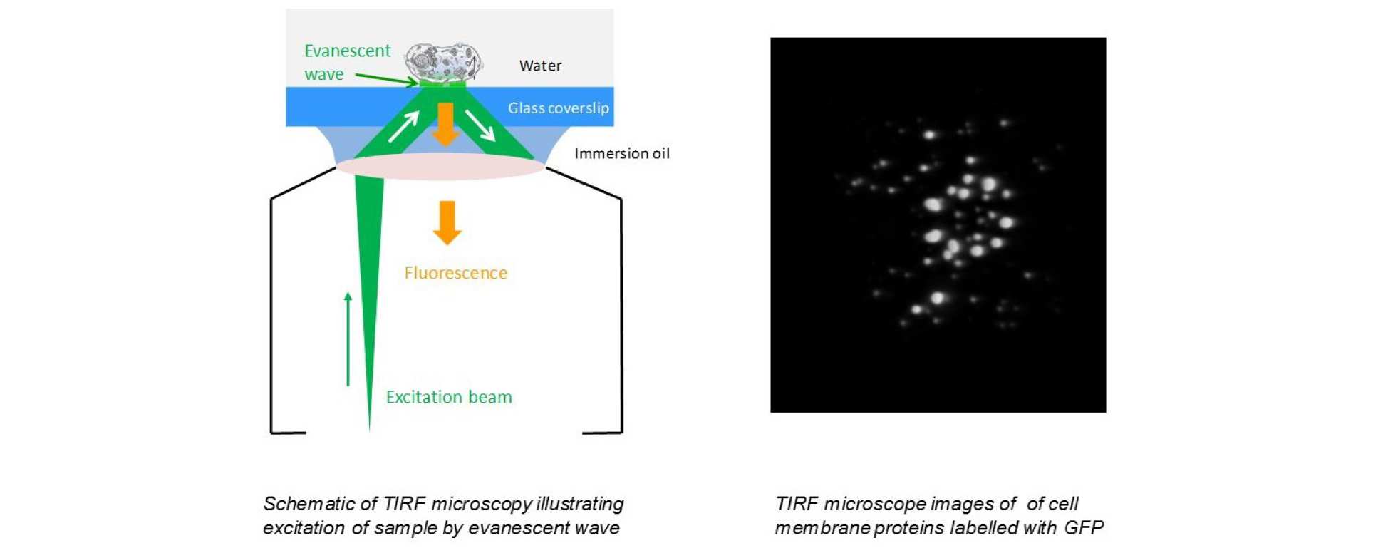 Optically Sectioning Fluorescence Microscopes | Research groups ...