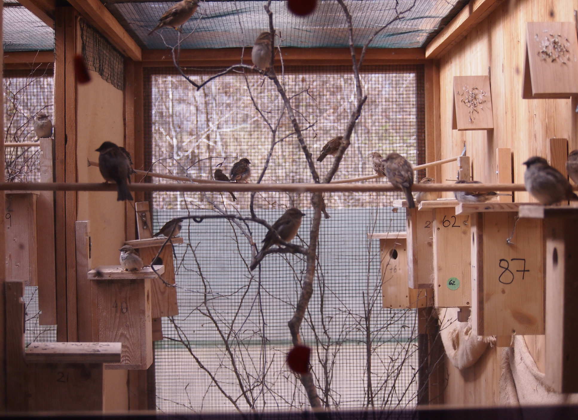 Sparrows in a large cage