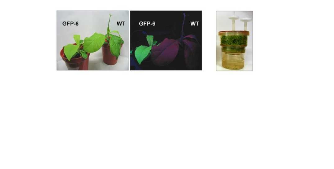 Figure 5: Expression of Green Fluorescent Protein (GFP) in tobacco chloroplasts (left and middle panels) and development of novel bioreactor for production of plant biomass under contained conditions (right panel)