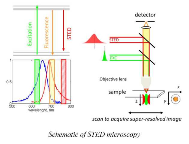 STED Microscopy | Research groups | Imperial College London