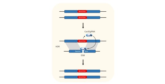 THE HOMING REACTION