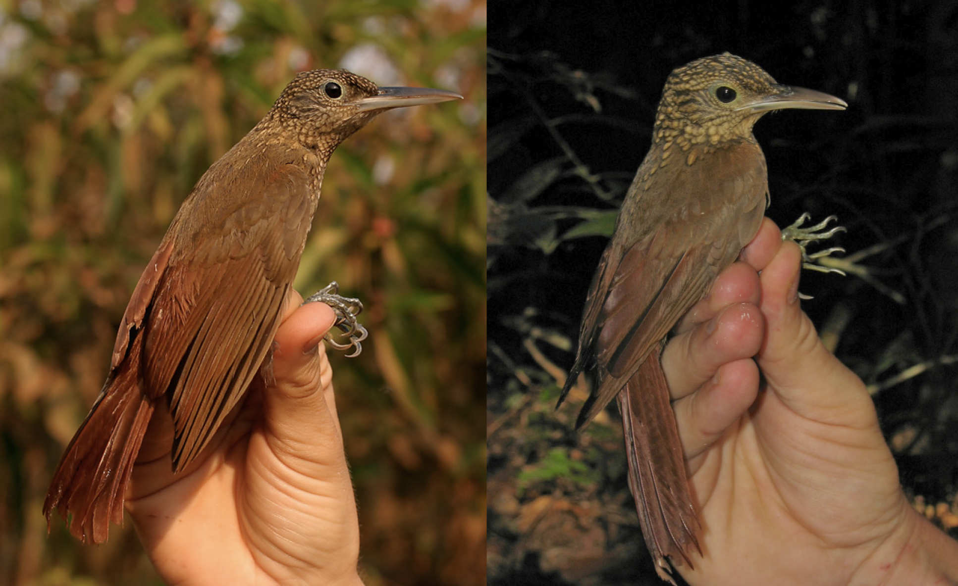 Two brown birds