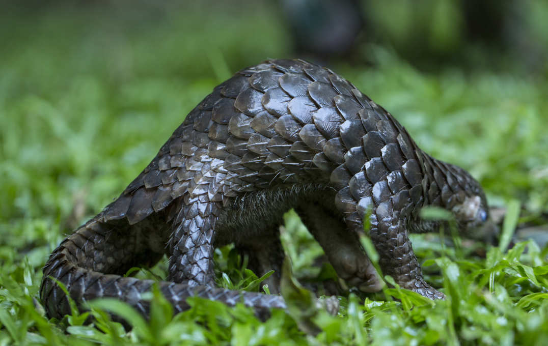 Small pangolin