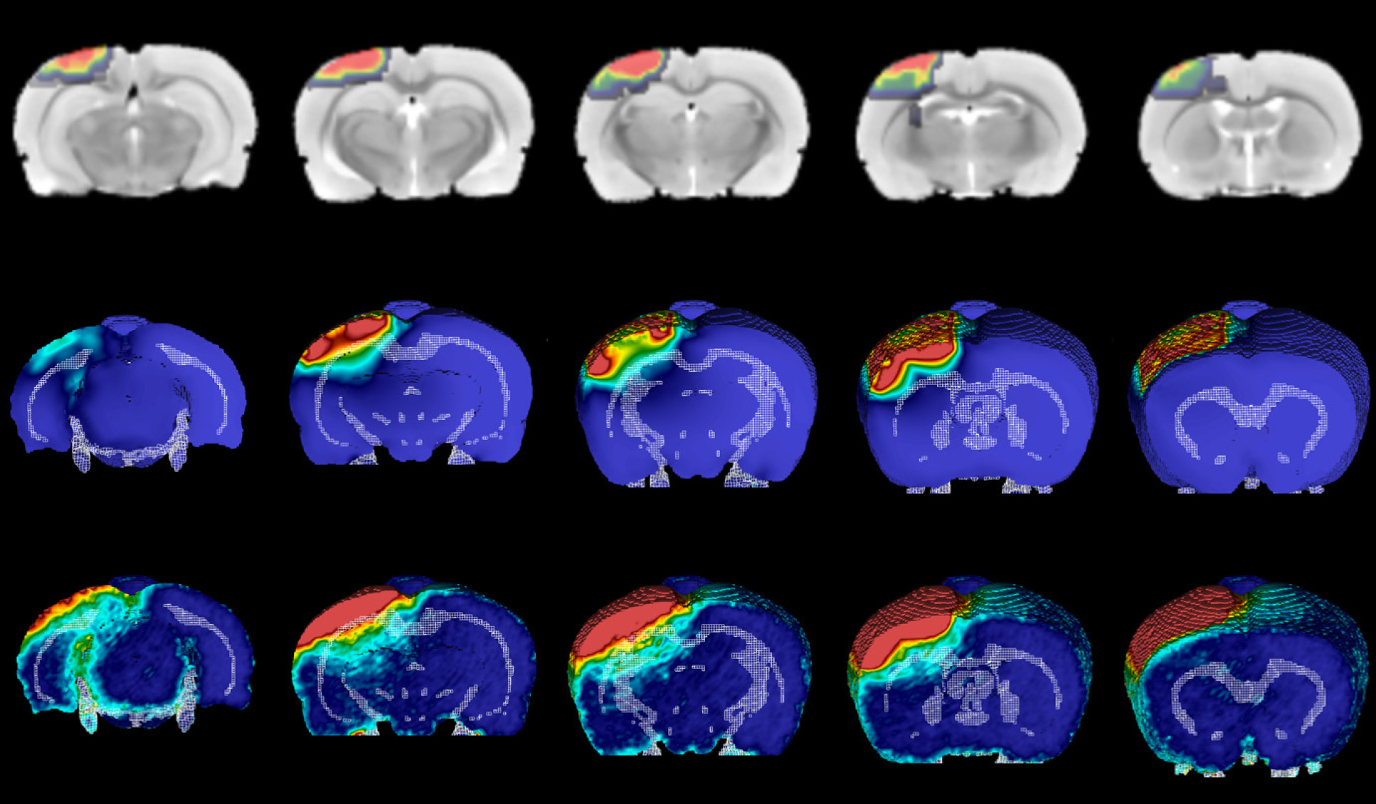 Imaging and computational models depicting the development of brain injury after a mild impact on rat brains. 