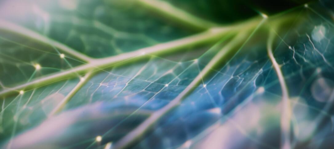 Abstract close-up of green and blue plant leaves with delicate vein patterns resembling an interconnected neural network, suggesting the relationship between nature and artificial intelligence.
