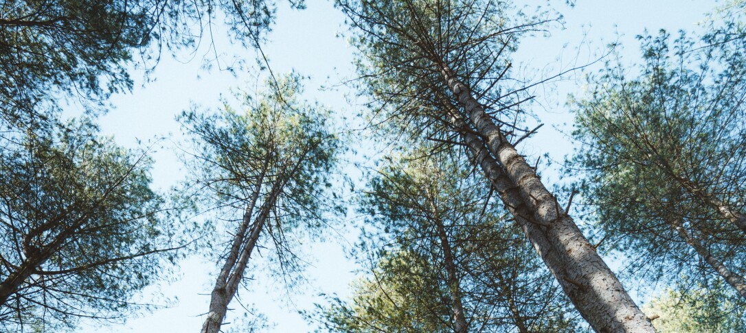 An upwards view of tall trees with a blue sky above