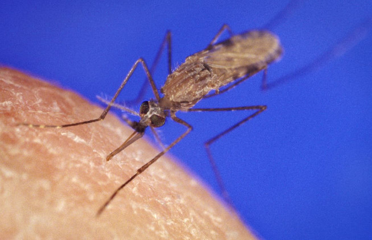 An Anopheles Gambiae mosquito sucking blood