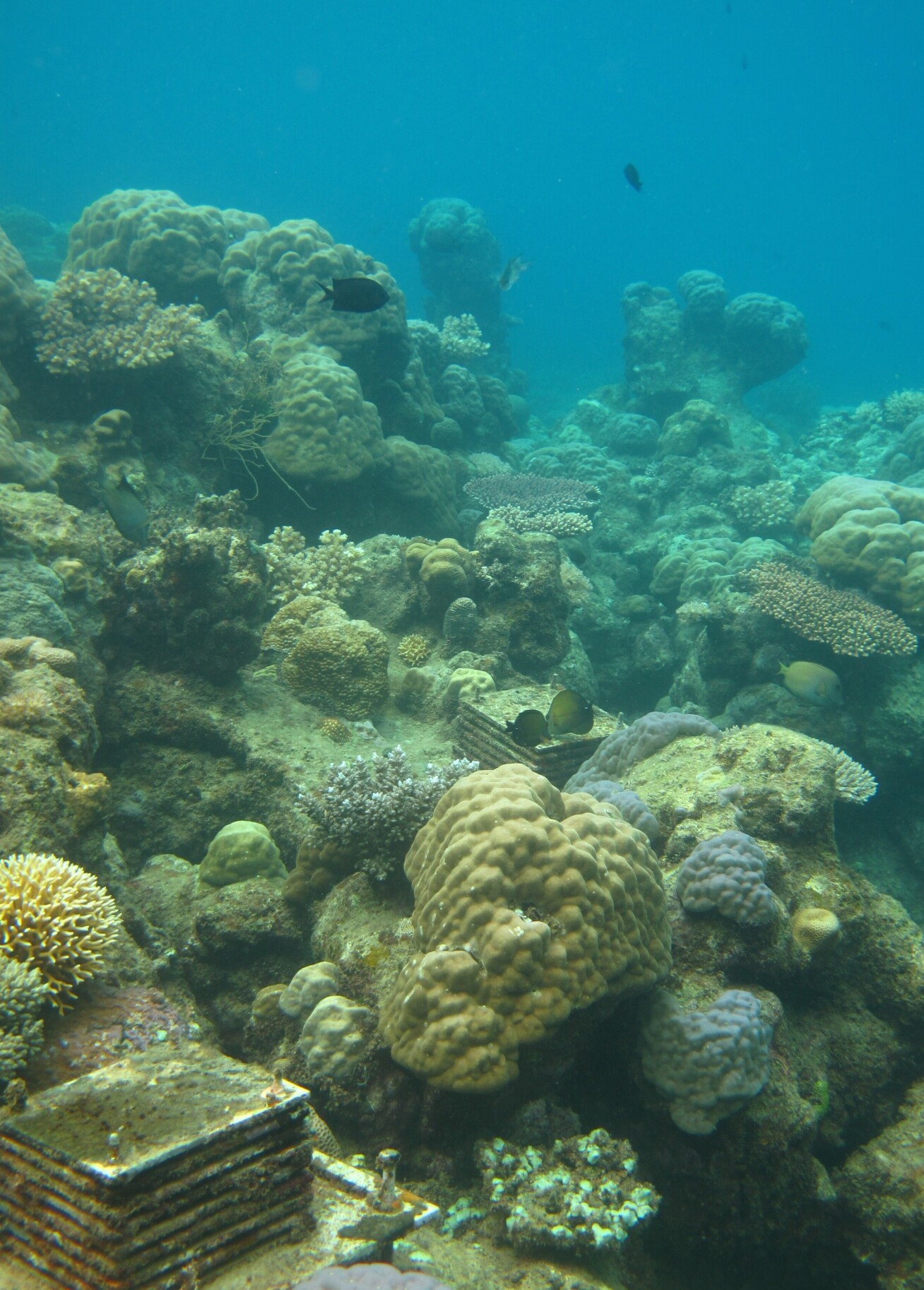 Underwater photo of a reef with a box of equipment