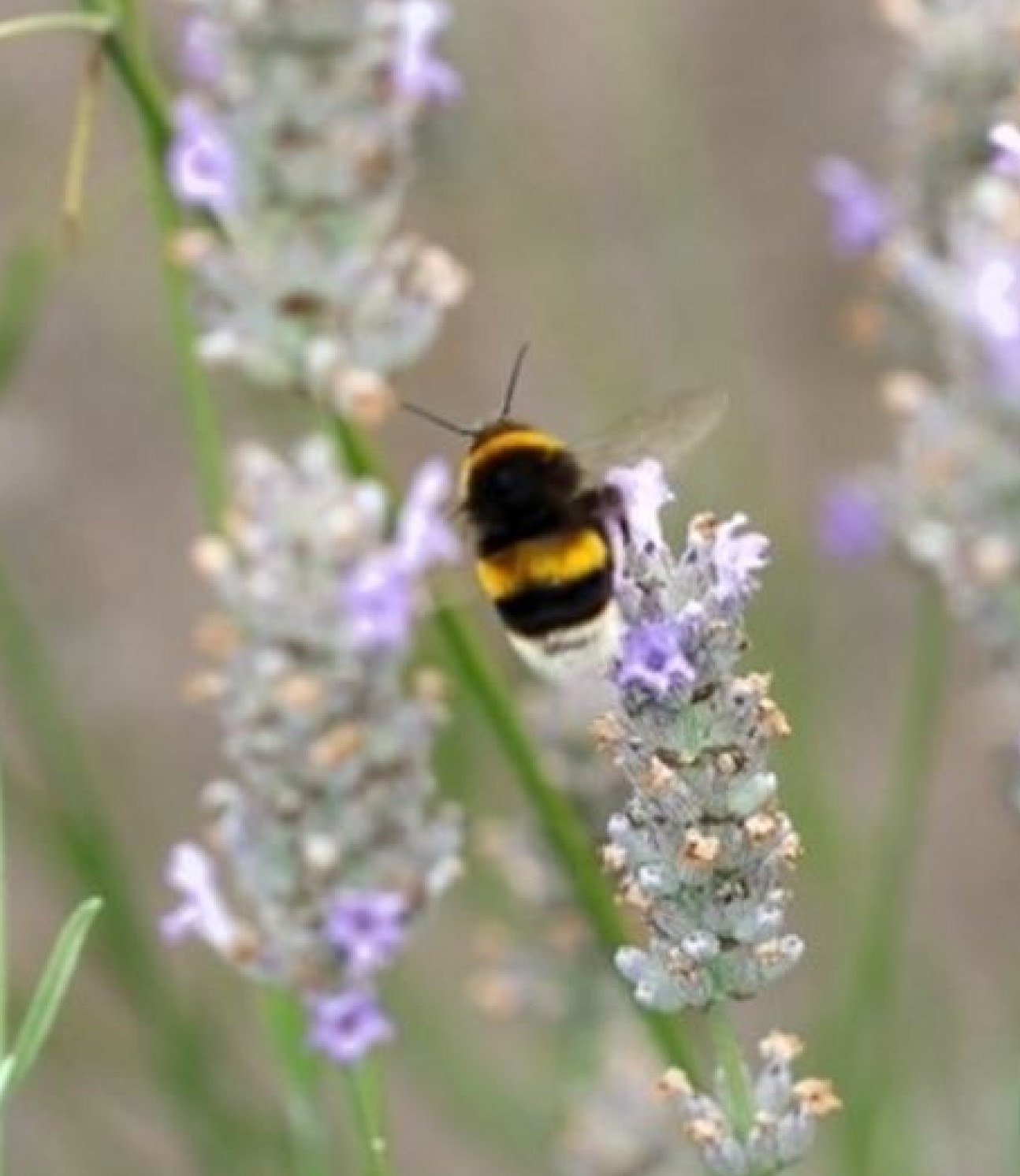 Bee on a flower