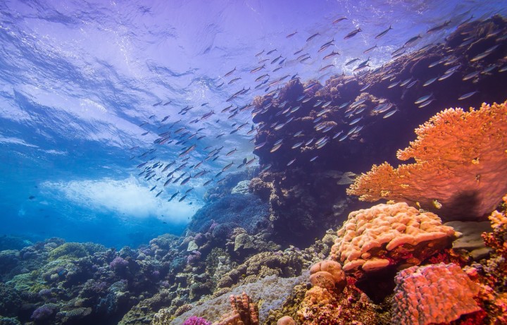 A coral reef with a school of fish in the background