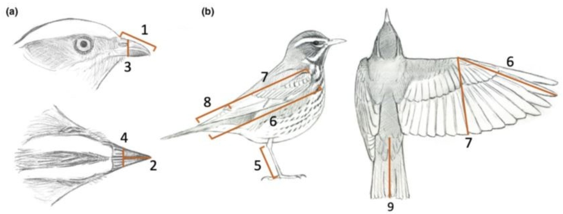 Sketches of birds with labels for measurements of their wings, legs and beaks