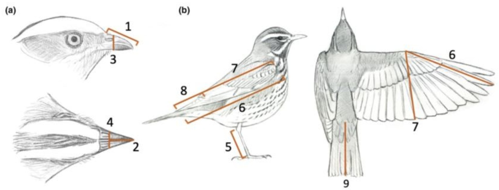 Body Measurements For All 11 000 Bird Species Released In Open access Body Measurements For All 11 000 Bird Species Released In Open access