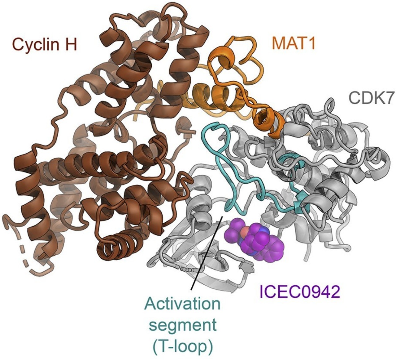 Structure of a protein with a small purple drug molecule within