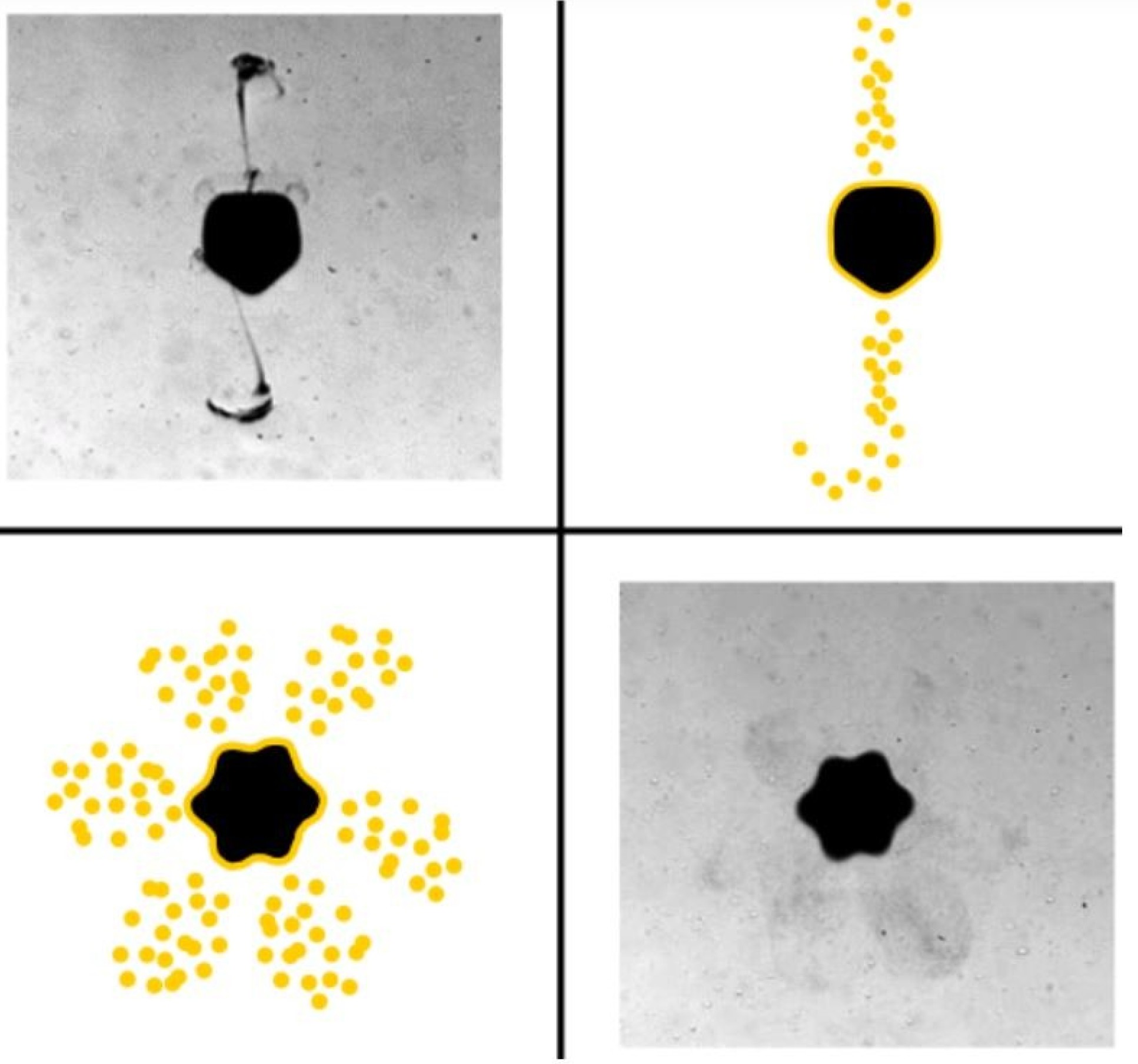 Screenshot of the video where microbubbles (look like black blobs) release nanoparticles (in yellow)