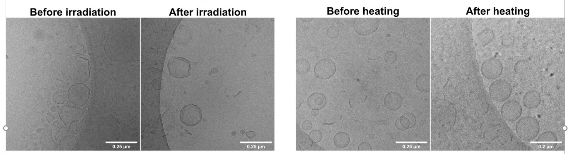 An image of cells under a microscope responding to irradiation and heating.