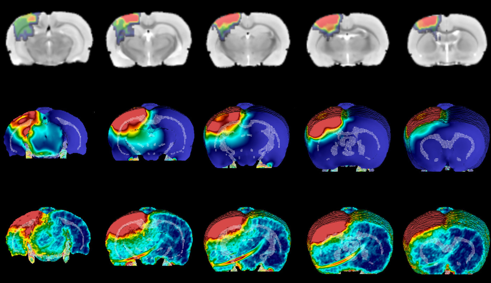 Imaging and computational models depicting the development of brain injury after a moderate impact on rat brains. 