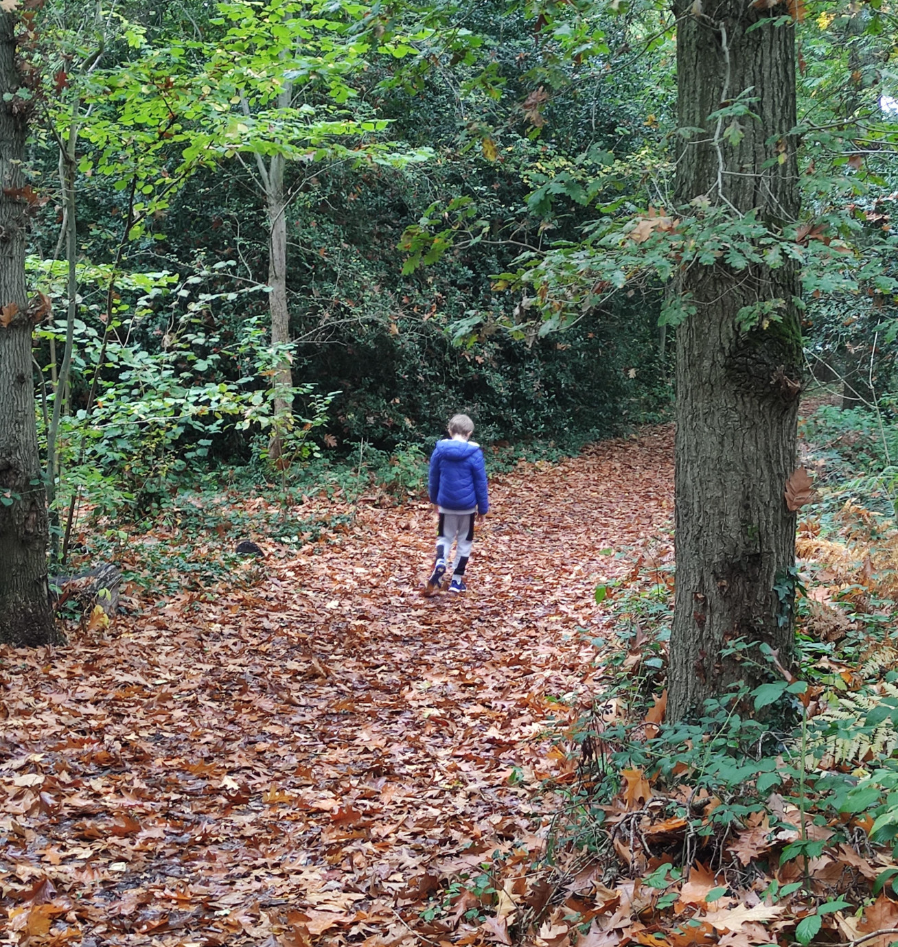 Child walking through woods