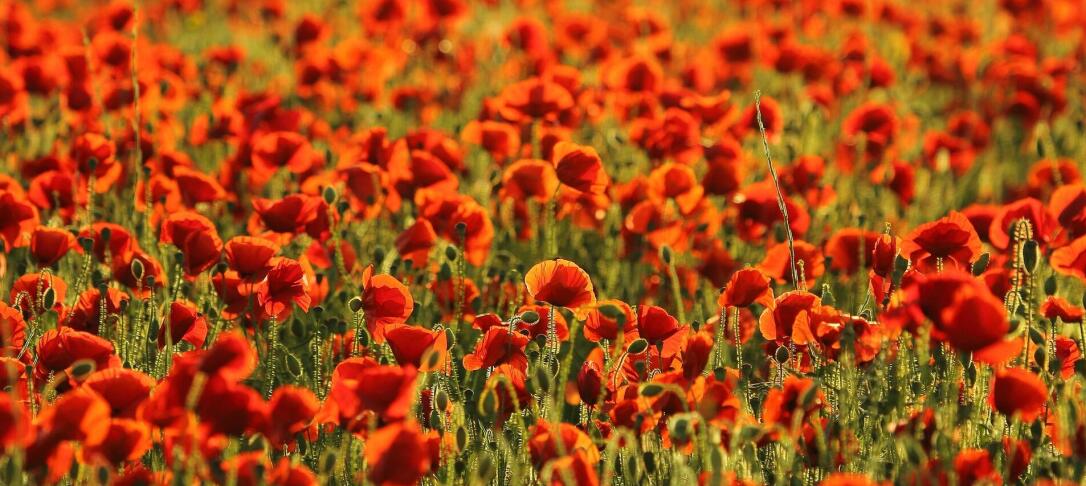 remembrance