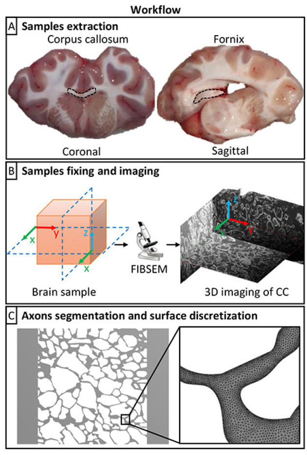 brain structure images