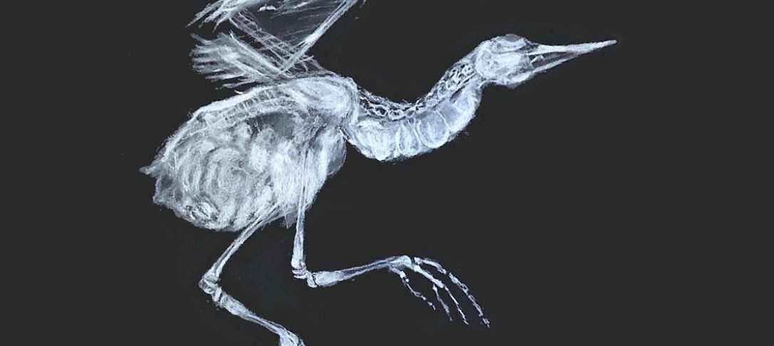 monochrome image of bird skeleton