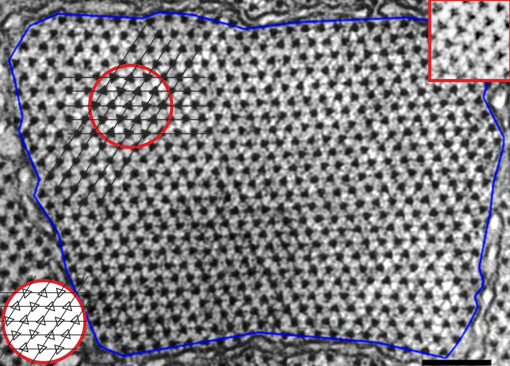 A visualisation of muscle fibres