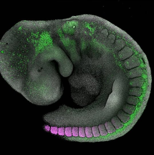 Mouse embryo tilescan