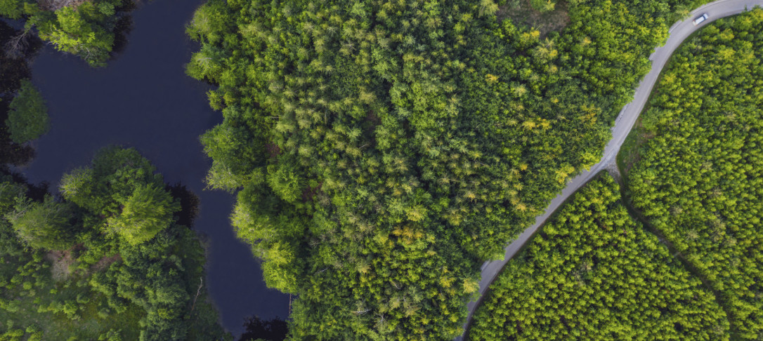 Photo of trees from above