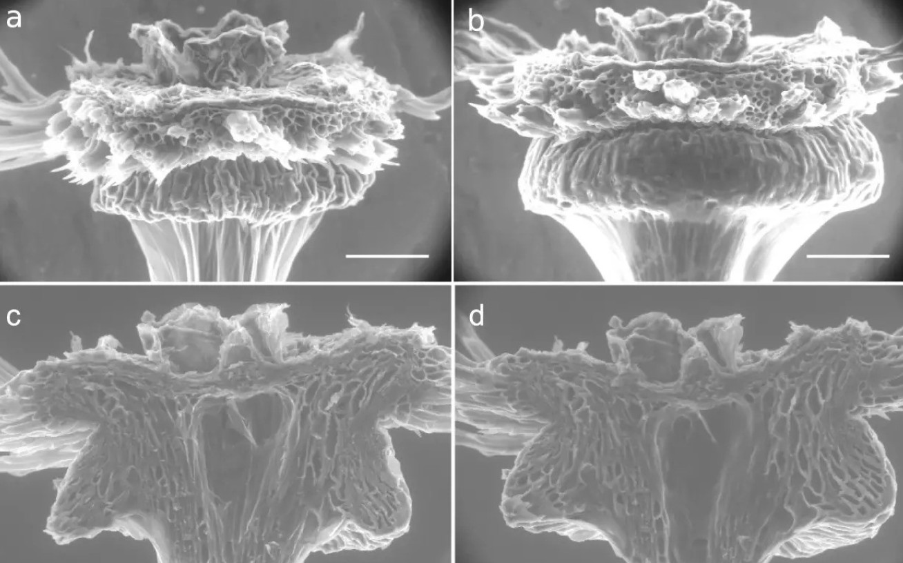 Image showing the plate before and after being exposed to humidity. After being exposed, the plate is noticeably larger