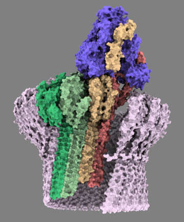 Complement membrane attack complex