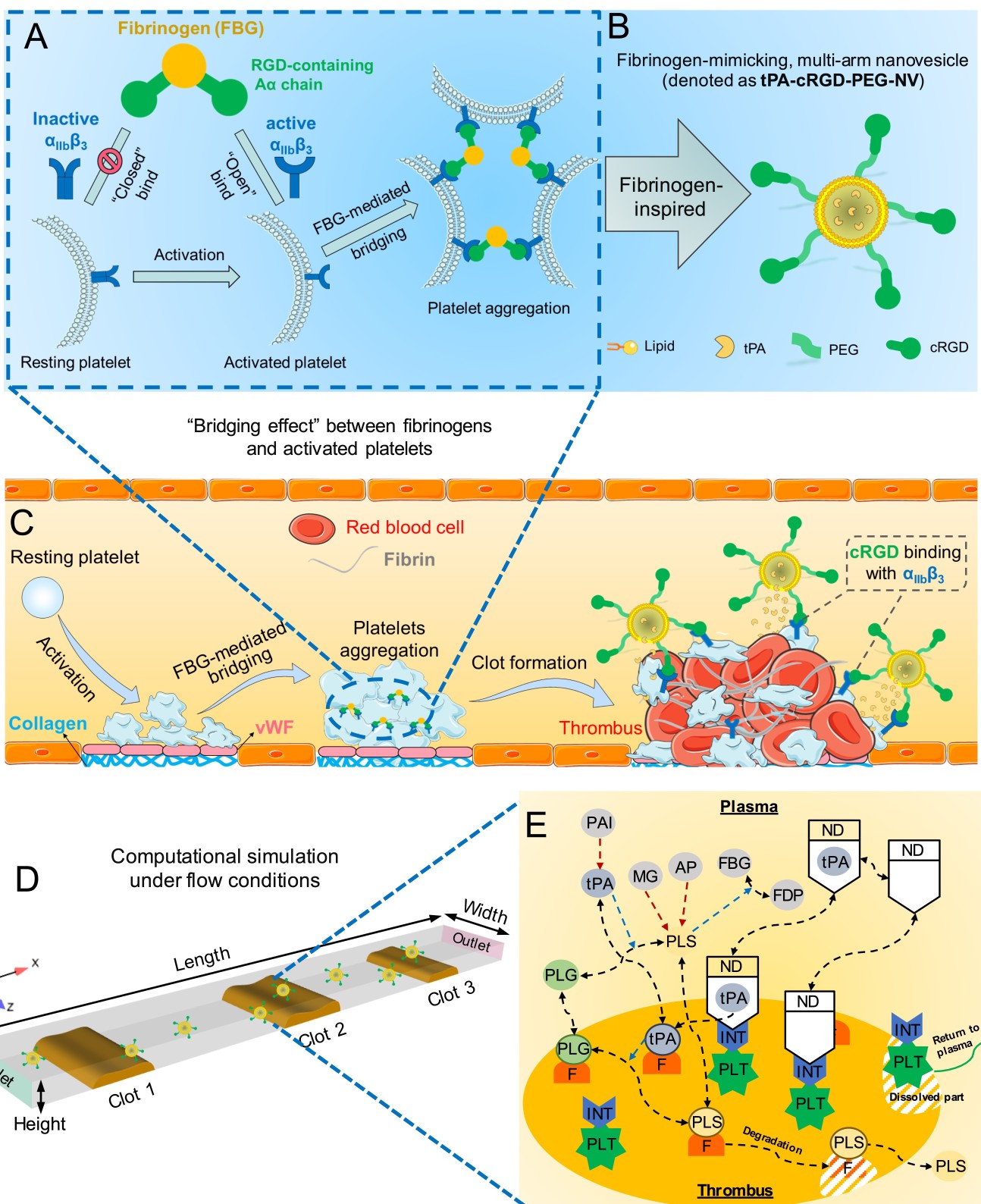 Schematic illustrations of platelet aggregation, blood clot formation, targeted blood clot dissolution, and the computational model under flow conditions.