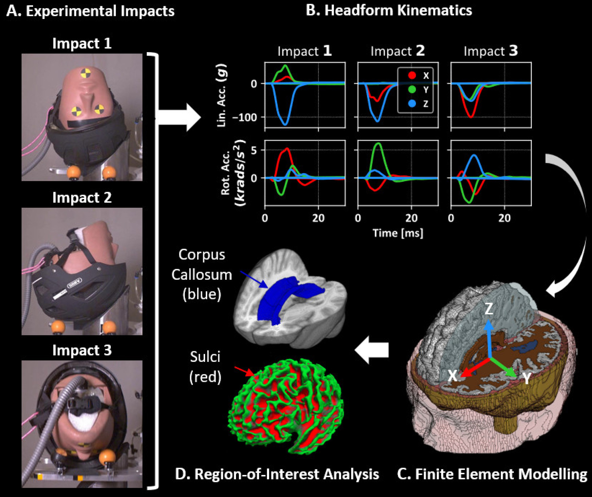 Photo showing helmeted dummy heads being dropped headfirst, side-first, and back-first onto a 45° inclined anvil. Also shown is the corpus callosum and sulci in subsequent brain scans, and the kinematics of each impact are represented by graphs