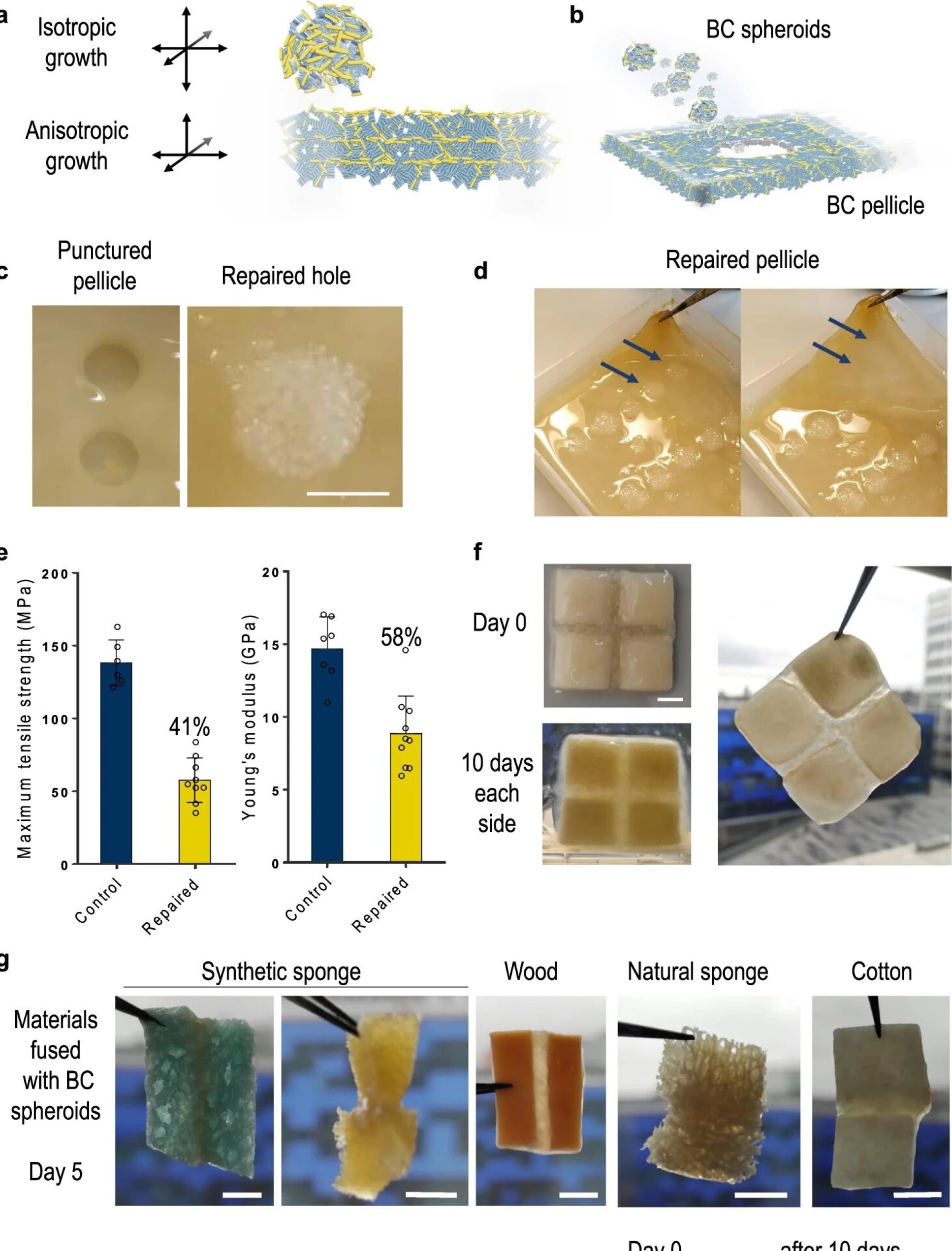 Photos showing repair of holes in the bacterial cellulose