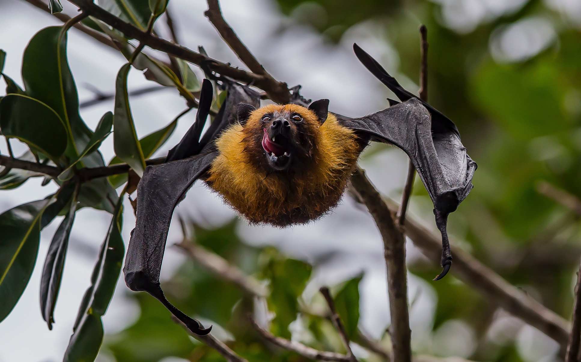 A grey headed flying fox hangs upside down