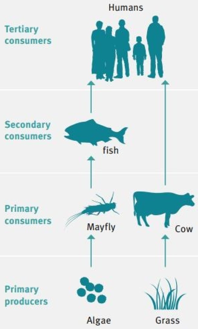 Drawing illustrating the food chain, from primary producers such as algae and grass, to primary consumers such as flies and cows. Next are secondary consumers like fish, and then tertiary consumers like humans.