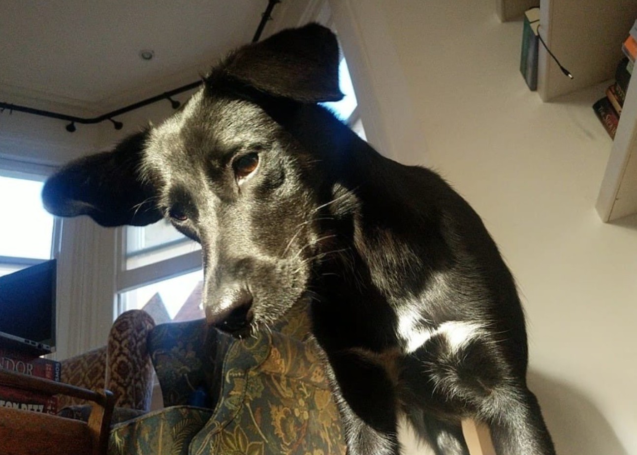 A photo of a young black dog with a white patch on chest. She has a long nose and floppy ears, and is looking down at the camera
