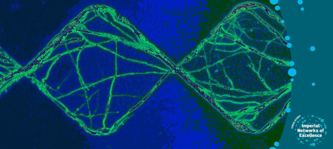 green image of a fungi on blue background; featuring our Network's logo showing we are a Network of Excellence