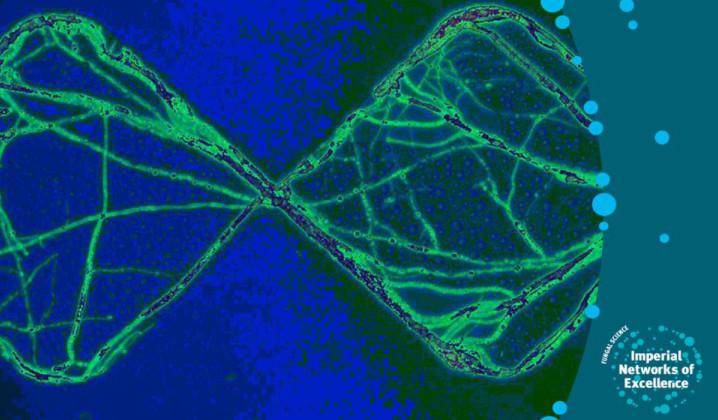 Imperial Fungal Science Network