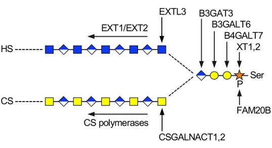 Schematic of HS and CS biosynthesis