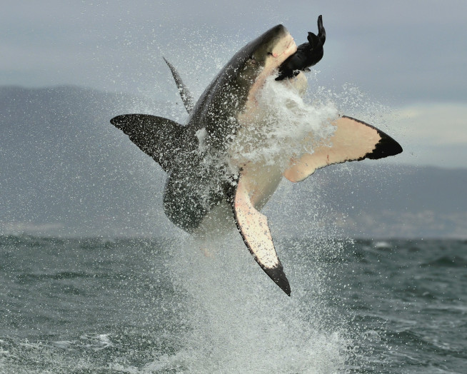 Great white sharks and tuna share genetics that makes them super predator. 