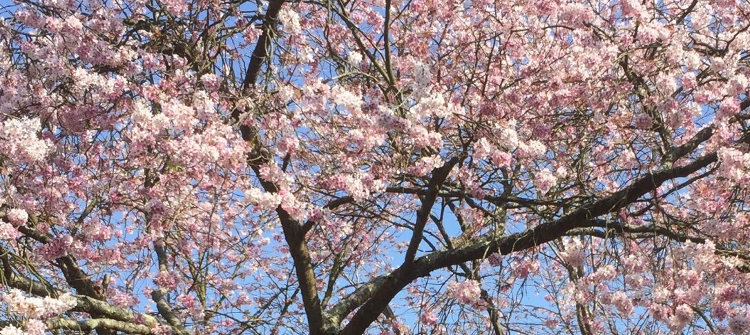 Cherry blossom tree