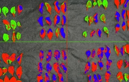 Spectral image of plant leaves showing pathogen and nutrient stress