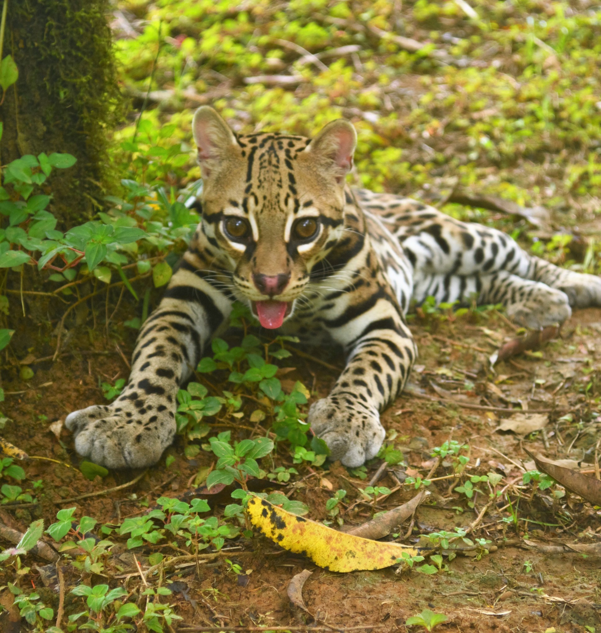 An ocelot in Costa Rica