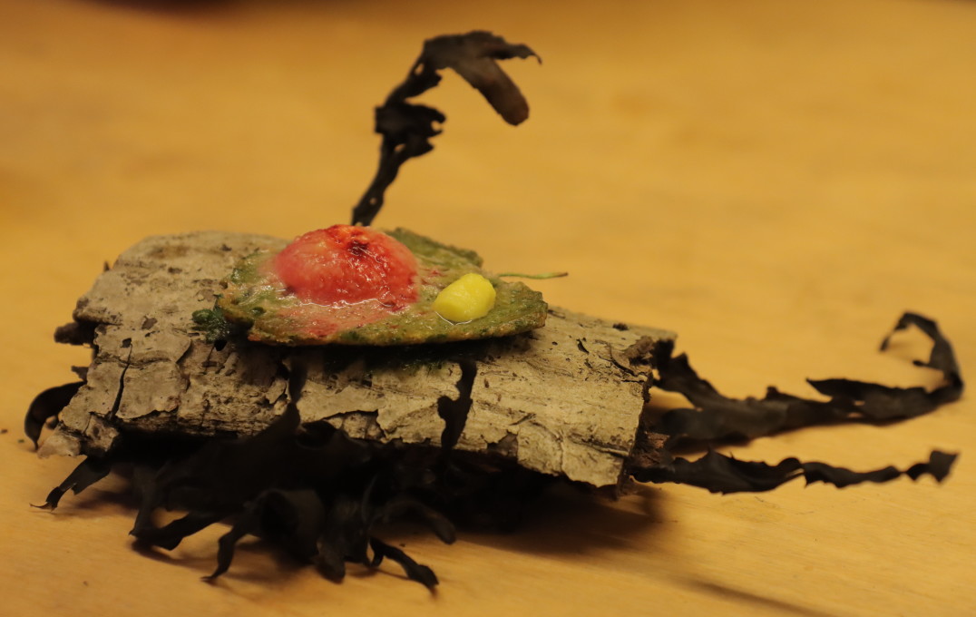 Canape presented on bark and seaweed